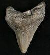 Megalodon Tooth - South Carolina #7494-1